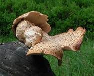 Schuppiger Porling, Foto 12