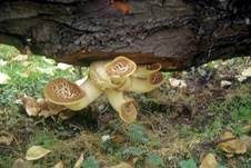 Schuppiger Porling, Foto 16
