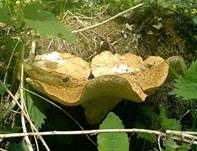 Schuppiger Porling, Foto 26