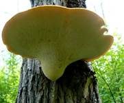 Schuppiger Porling, Foto 31