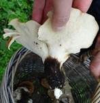 Schuppiger Porling, Foto 6