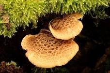 Schuppiger Porling, Foto 46