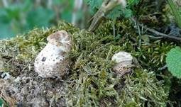 Schuppiger Porling, Foto 47