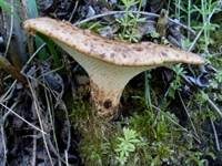 Schuppiger Porling, Foto 48