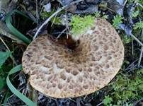 Schuppiger Porling, Foto 50