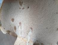 Schuppiger Porling, Foto 56