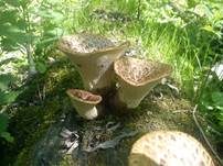 Schuppiger Porling, Foto 68