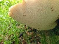 Schuppiger Porling, Foto 78