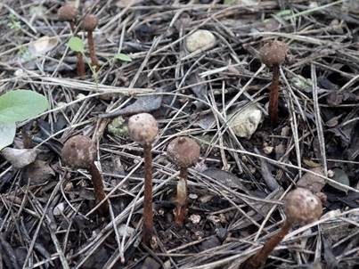 Schuppiger Stielbovist, Foto 4