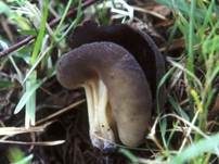 Schüsselförmige Lorchel, Foto 5