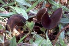 Schüsselförmige Lorchel, Foto 6