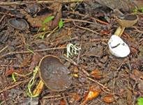 Schüsselförmige Lorchel, Foto 8