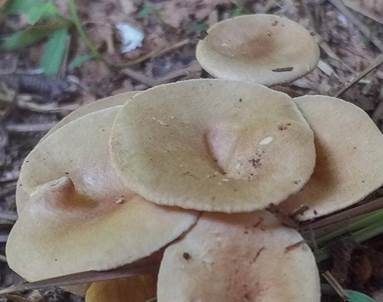 Schüsselförmiger Trichterling, Foto 5