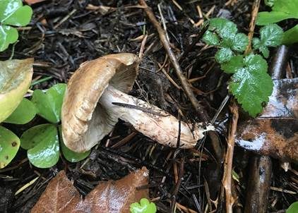 Schwachfilziger Schirmling, Foto 3