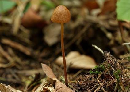 Schwachgestreiftes Samthäubchen - Sektion JUNIANA, Foto 3