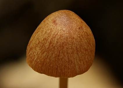 Schwachgestreiftes Samthäubchen - Sektion JUNIANA, Foto 4