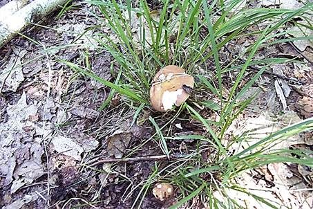 Schwachreagierender Ledertäubling, Foto 3