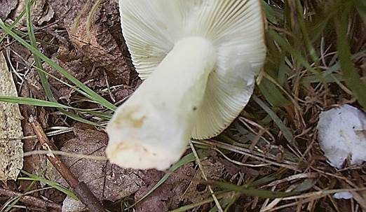 Schwachreagierender Ledertäubling, Foto 4