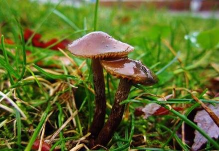 Schwarzblauender Kahlkopf, Foto 4