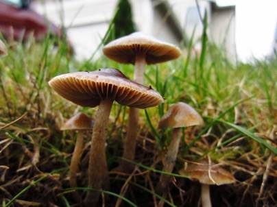 Schwarzblauender Kahlkopf, Foto 5