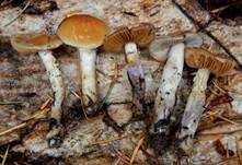 Blaustielschleimfuß, Foto 14