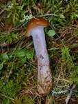 Blaustielschleimfuß, Foto 27