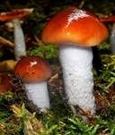 Blaustielschleimfuß, Foto 9
