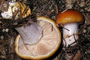 Blaustielschleimfuß, Foto 1