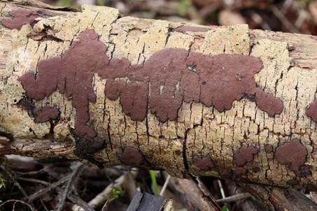 Schwarzbrauner Holzkohlenpilz, Foto 2
