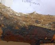 Schwarzbrauner Holzkohlenpilz, Foto 8