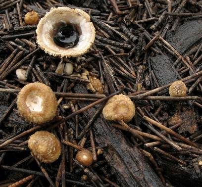 Schwarzbrauner Teuerling, Foto 2