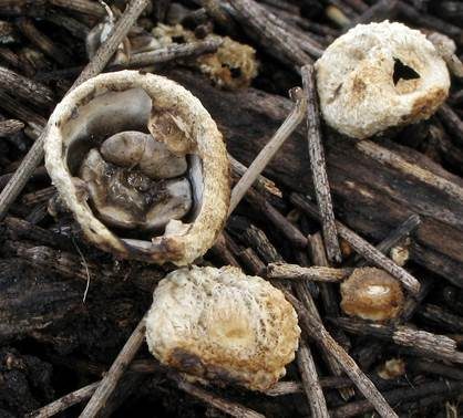 Schwarzbrauner Teuerling, Foto 3