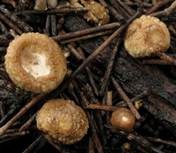 Schwarzbrauner Teuerling, Foto 5