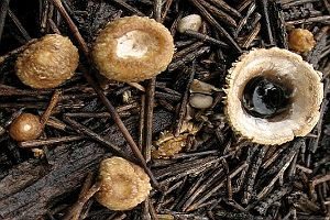 Schwarzbrauner Teuerling, Foto 1