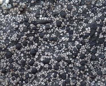 Schwarze Mosaikflechte, Foto 3