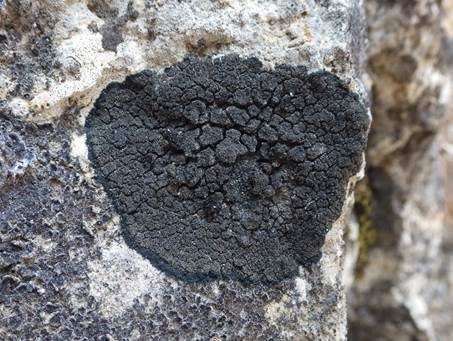 Schwarze Schuppenflechte, Foto 2