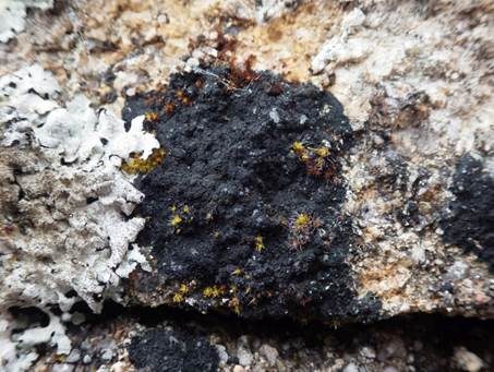 Schwarze Schuppenflechte, Foto 4
