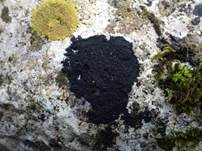 Schwarze Schuppenflechte, Foto 5