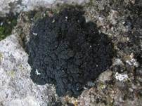 Schwarze Schuppenflechte, Foto 6