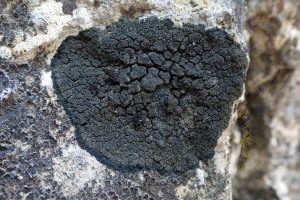 Schwarze Schuppenflechte, Foto 1