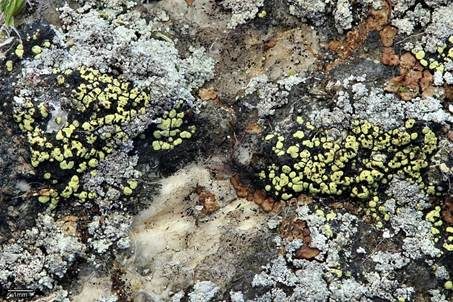 Schwarze Zwischenflechte, Foto 2