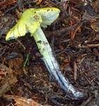 Schwärzender Gelbgrüner Saftling, Foto 7