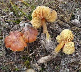 Schwärzender Dünensaftling, Foto 2