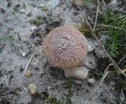 Schwärzender Dünensaftling, Foto 17