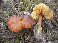 Schwärzender Dünensaftling, Foto 18