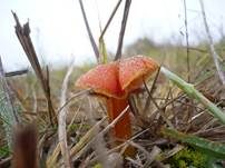 Schwärzender Dünensaftling, Foto 7