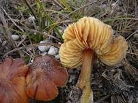 Schwärzender Dünensaftling, Foto 8
