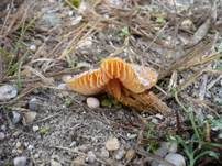 Schwärzender Dünensaftling, Foto 9