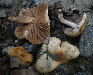 Schwärzender Fälbling, Foto 2