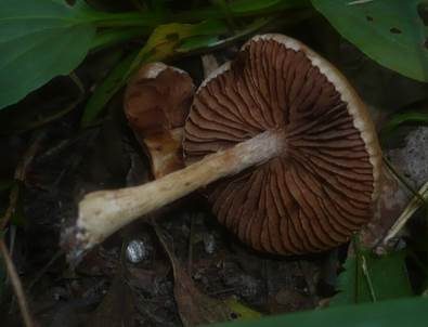 Schwärzender Fälbling, Foto 3